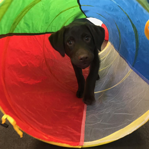Fusion Pet Retreat Puppy Training Class - Puppy in Tube
