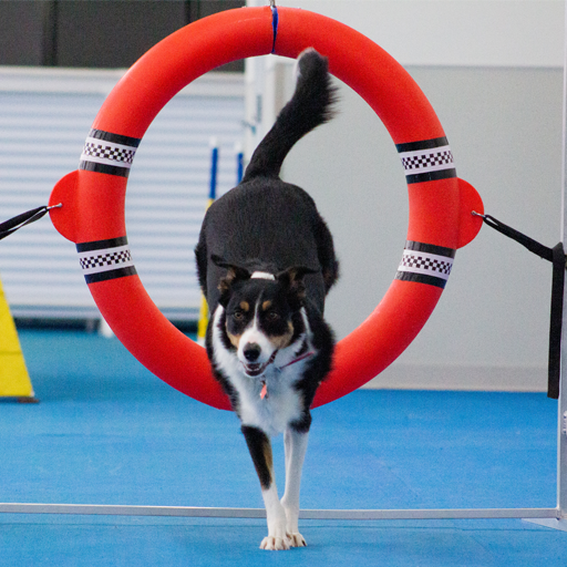 Backyard Agility - Dog Training Class in RI — Courteous Canine