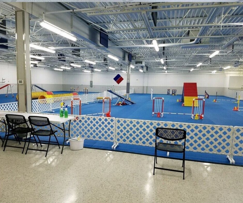 Agility Dog Training Dog